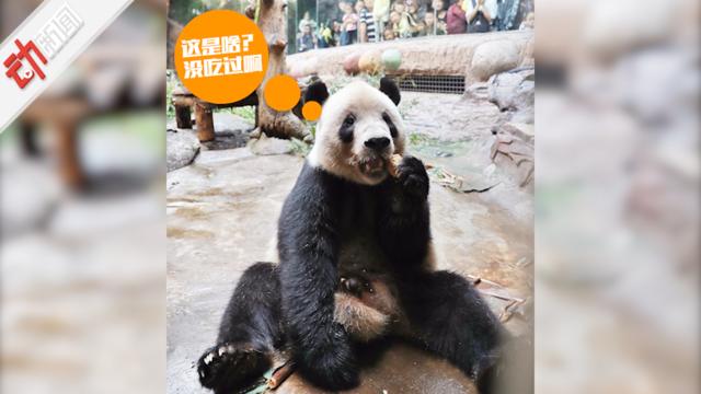 北京动物园大熊猫吃“月饼餐”：坐地享用引围观 由游客DIY