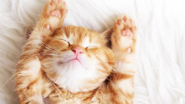 猫咪睡姿越奇特，表示它对你越放心