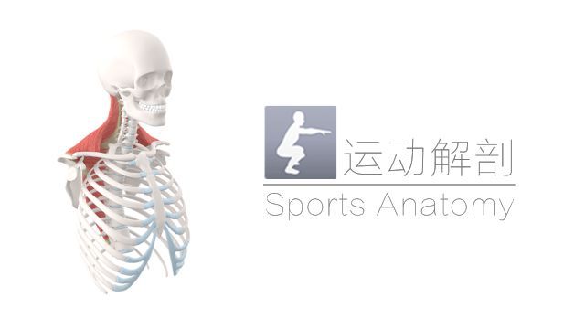运动解剖APP-健身，运动解剖学与动作技巧详解