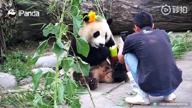全球八种熊科动物图鉴：看完明白难怪大熊猫能够集万千宠爱于一身