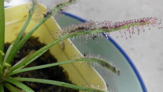 花盆里的小黑飞虫永远杀不死?教你一招,小飞虫以后来都不敢来!