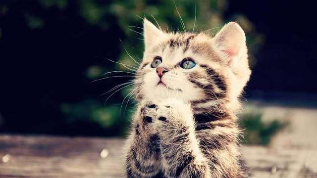 养猫的禁忌，为什么说女生不能和猫一起睡？