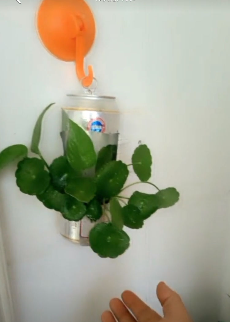 酒瓶、洗衣液桶别扔,当花盆用,比买的美多