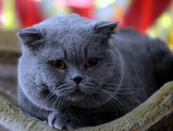 怎样让猫咪发腮变成大圆脸,其实基因是很重要