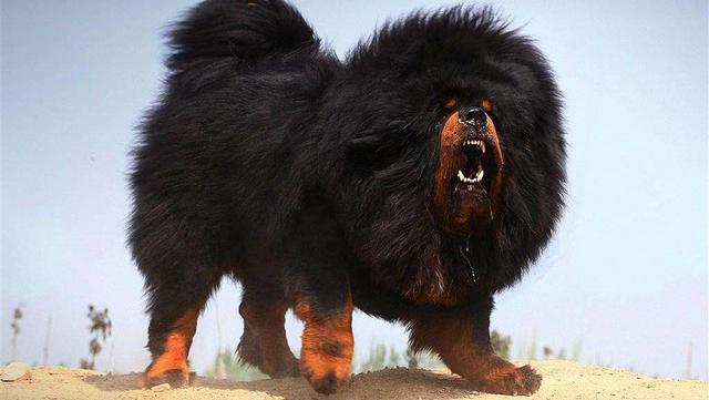 世界五大恶狗，看到了绕着走，让它们盯上的恐怕就凶多吉少了!