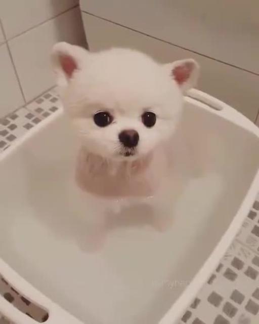 可以用什么给宠物洗澡 RcwC-fyecezv2755065.jpg