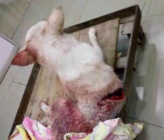 重庆:脊椎被完全砍断的狗儿到底该不该安乐死