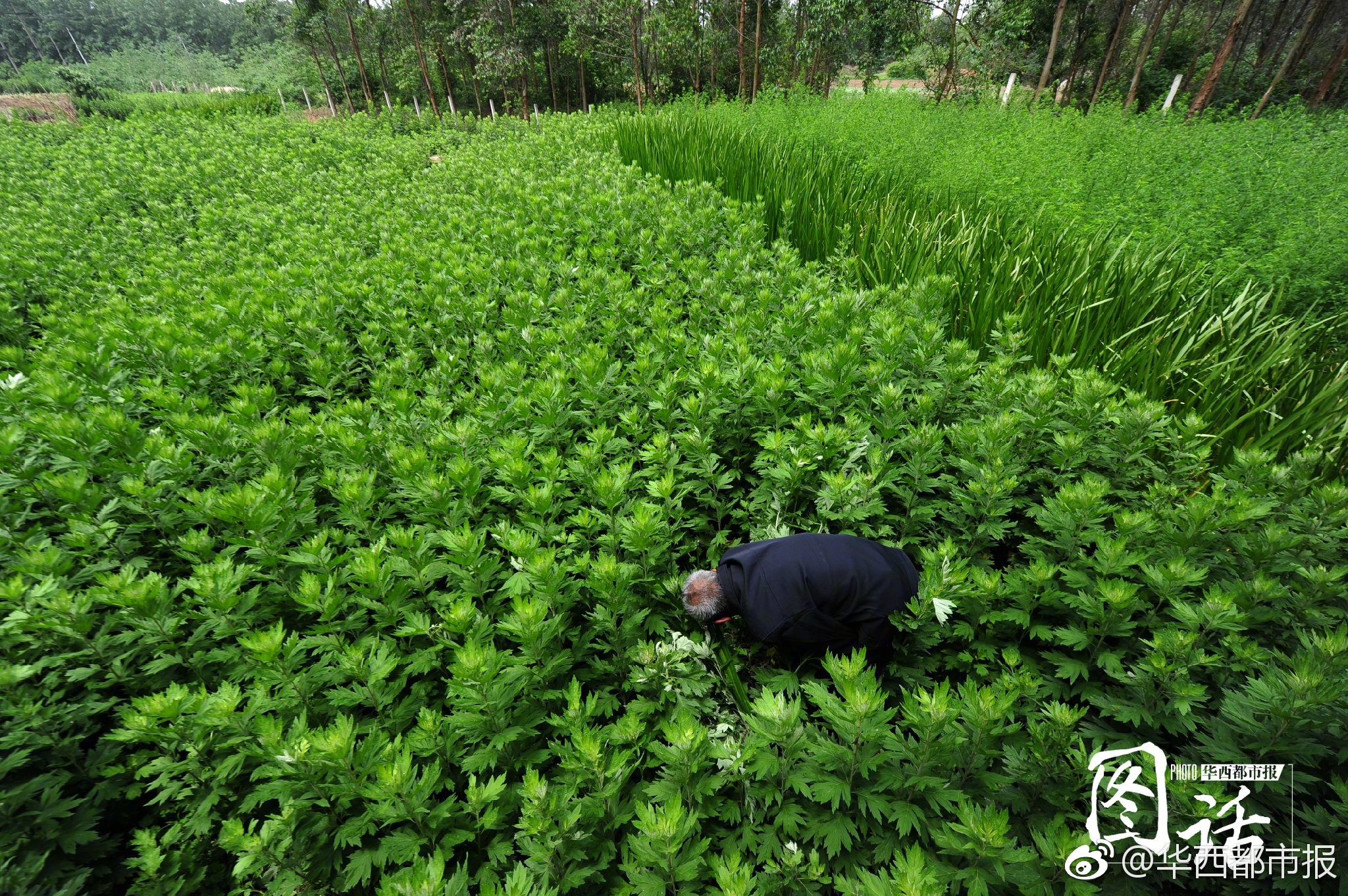 又到一年端午时 成都满城艾草香