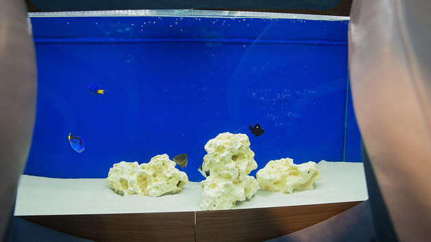 夏洛特跑车——一辆可以在车内养鱼的超跑