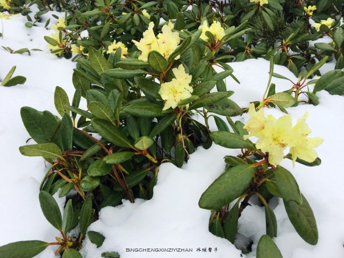 五月,龙江大地上哪里的杜鹃花最迷人?(附赏花攻略)