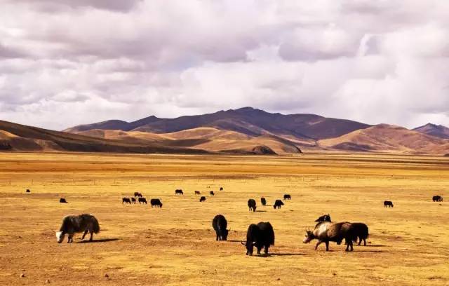 老罗邀您一起西藏自驾游