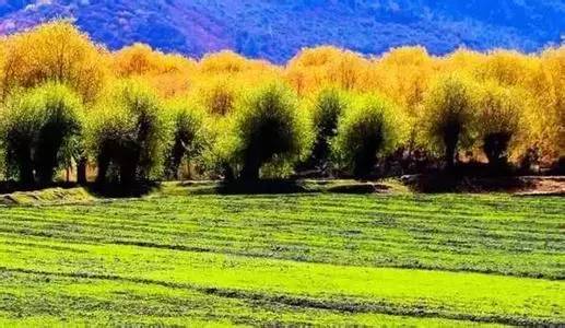 老罗邀您一起西藏自驾游