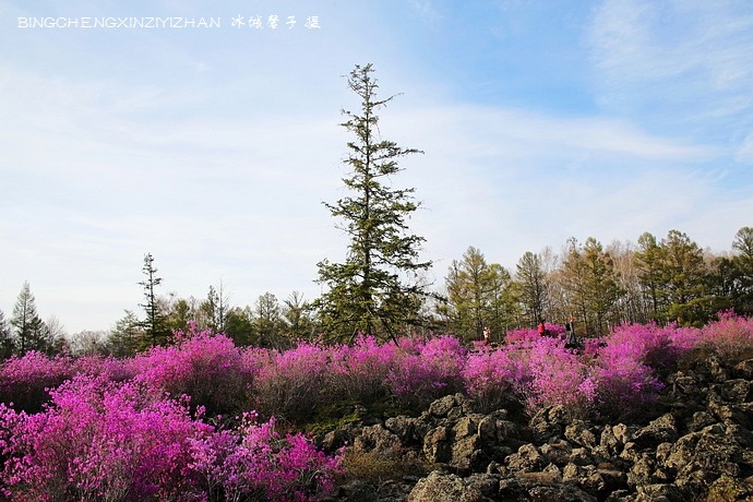 五月,龙江大地上哪里的杜鹃花最迷人?(附赏花攻略)