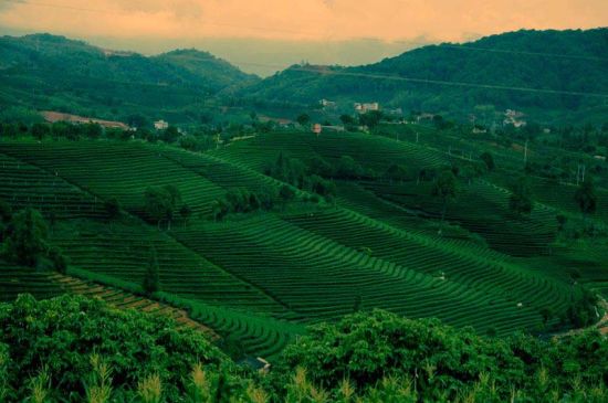 普洱茶园(图/郑宗荣) 普洱茶园(图/郑宗荣)
