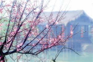 江南梅花 江南梅花