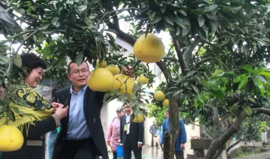 五布红柚熟了!东温泉邀你尝鲜