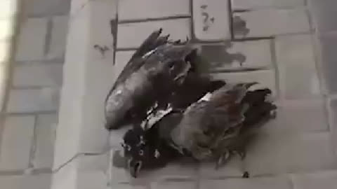 囧哥:残疾英雄!柯南身高约为正常小学生1/3 蜡笔小新没酒瓶高 囧哥:残疾英雄!柯南身高约为正常小学生1/3 蜡笔小新没酒瓶高图片