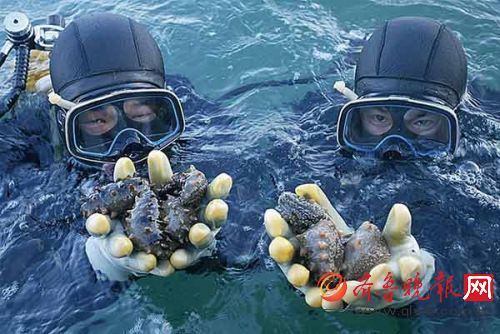 海洋牧场 海洋牧场