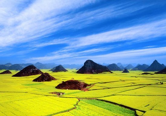 罗平油菜花海 罗平油菜花海