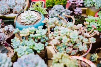 上海鲜花港 让郁金香带你去荷兰 上海鲜花港 让郁金香带你去荷兰