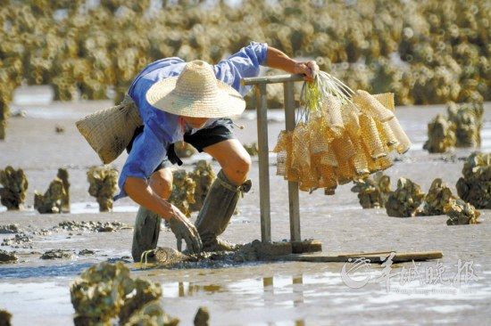 国家级非物质文化遗产珠海斗门乾务“装泥鱼” 国家级非物质文化遗产珠海斗门乾务“装泥鱼”
