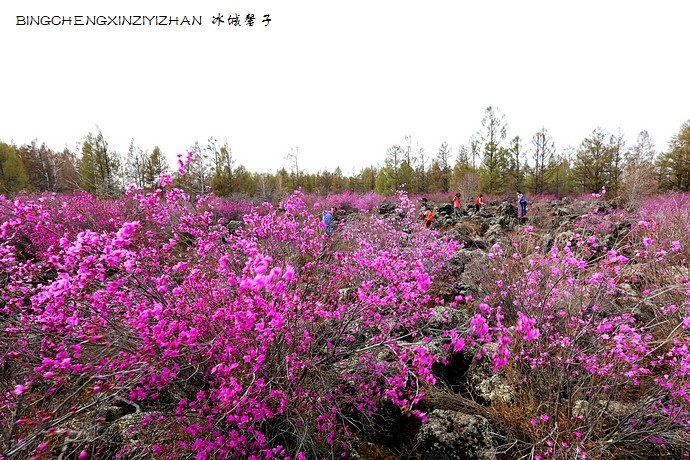 五月,龙江大地上哪里的杜鹃花最迷人?(附赏花攻略)