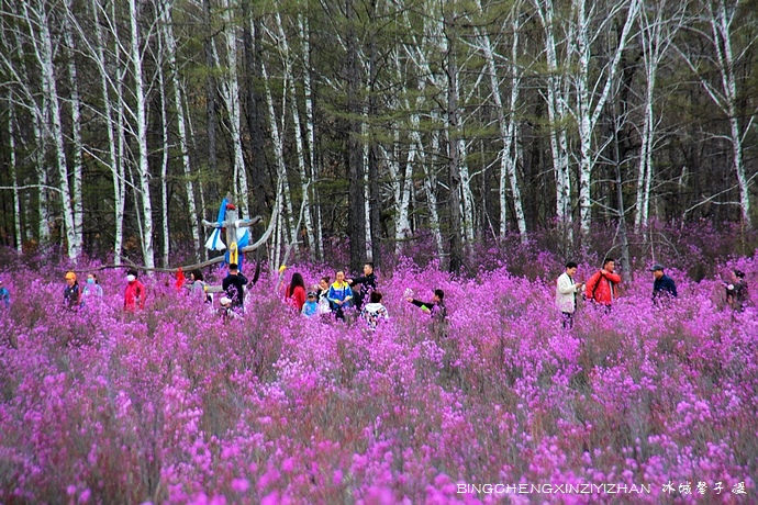 五月,龙江大地上哪里的杜鹃花最迷人?(附赏花攻略)