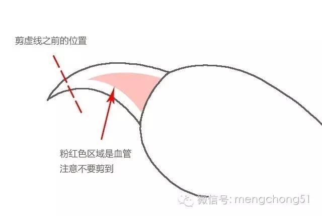 鏟屎官須知，為貓咪剪指甲的正確方式