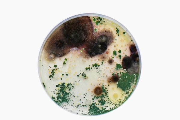 戴森正式发布2017中国一线城市家庭室内灰尘