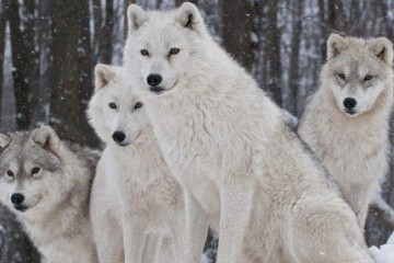 哈弗H6再推H6S红标车型，长城的“狼群战术”还能玩多久？