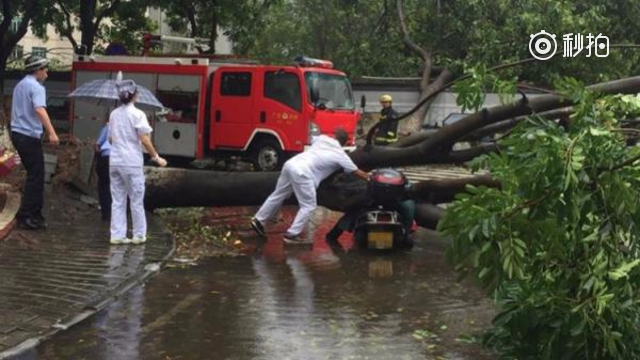 女子台风中被倒下大树砸中