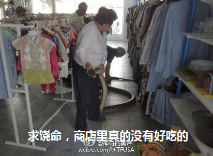 囧哥:国宝不要面子的?澳洲现在居然让大家去吃袋鼠了 囧哥:国宝不要面子的?澳洲现在居然让大家去吃袋鼠了图片