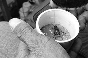 山东宁阳蛐蛐身价连年攀升 今年最贵的卖了11万