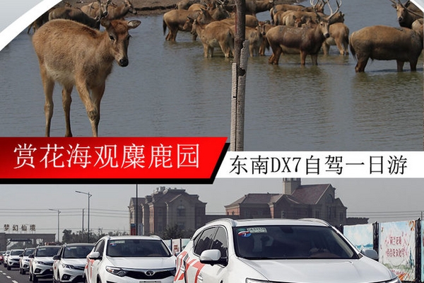 开东南赏花海观麋鹿园 DX7自驾一日游