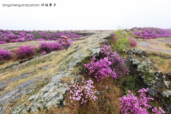 五月,龙江大地上哪里的杜鹃花最迷人?(附赏花攻略)