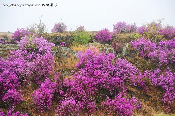 五月,龙江大地上哪里的杜鹃花最迷人?(附赏花攻略)