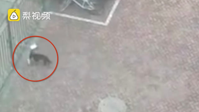 囧哥:有点强人所难了!北京监狱公众号中秋祝阖家团圆 囧哥:有点强人所难了!北京监狱公众号中秋祝阖家团圆图片