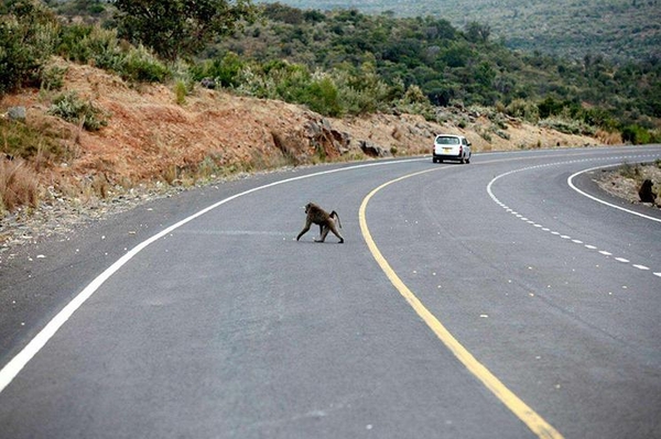 三只羊要了四条人命 高速上发生事故后到底该不该下车？