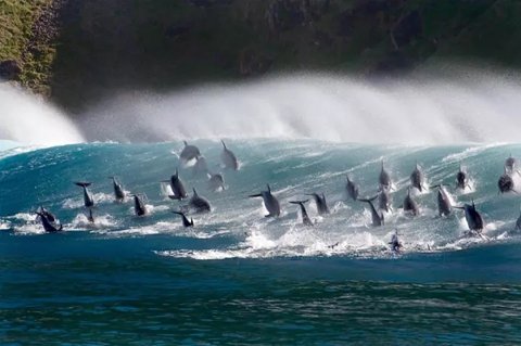 《蓝色星球2》导演讲述了摄制组在偏远的岛屿海岸，寻找浪人鲹凌空跳跃捕捉海鸟的故事。图/BBC