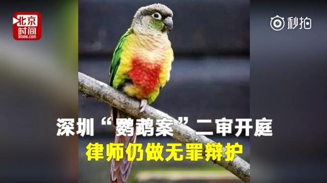 深圳“鹦鹉案”二审开庭 律师坚持做无罪辩护