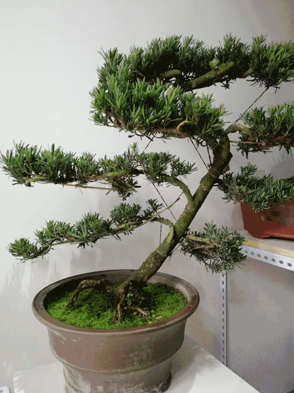 盆景 盆栽 植物 600_800 竖版 竖屏 gif 动态图 动图