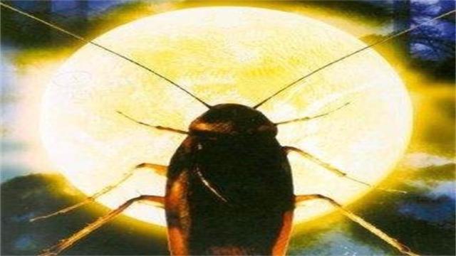 日本蟑螂小黑帽是什么原理_蟑螂粪便是什么样子的(3)