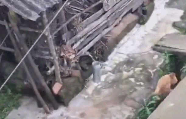 泰迪跟主人吵架,一不小心失足,原谅我不厚道的笑了!