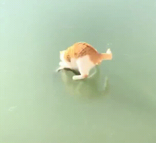 望着近在咫尺的鱼,猫咪却怎么也吃不到:这便是心有鱼