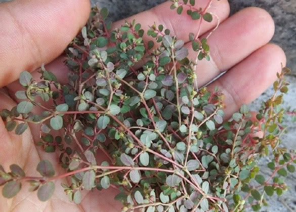 老农叫它血见愁是种恶草却能助女性调经治血崩胜过阿胶