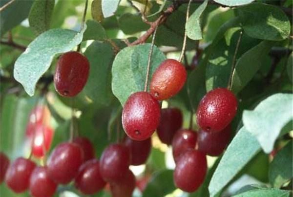 农村山里常见这野果，酸甜生津有营养，水果摊卖30块1斤