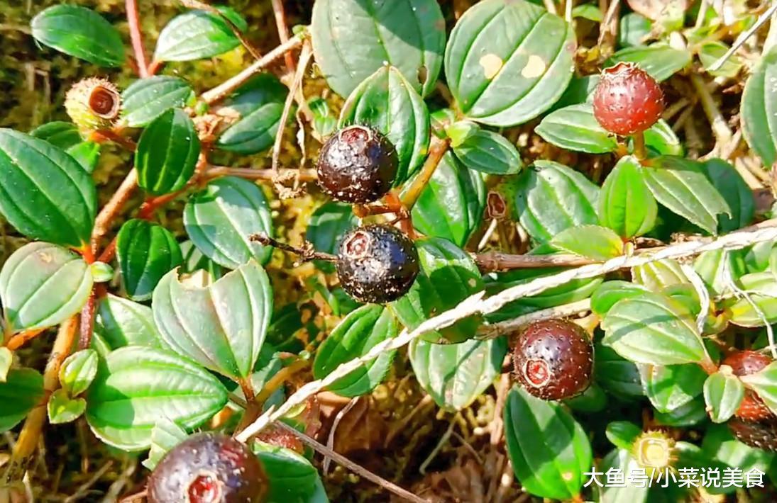 在田埂上就可以采摘到的一种野果，长得很像蓝莓，吃完舌头黑黑的
