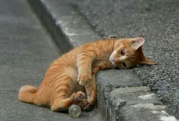 女子坐路边休息,流浪猫主动上前示好,佯装不经意的模样惹人心疼
