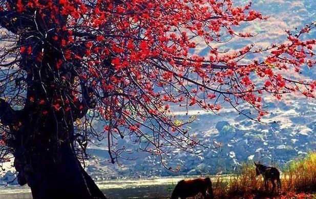 攀枝花爱情一条街