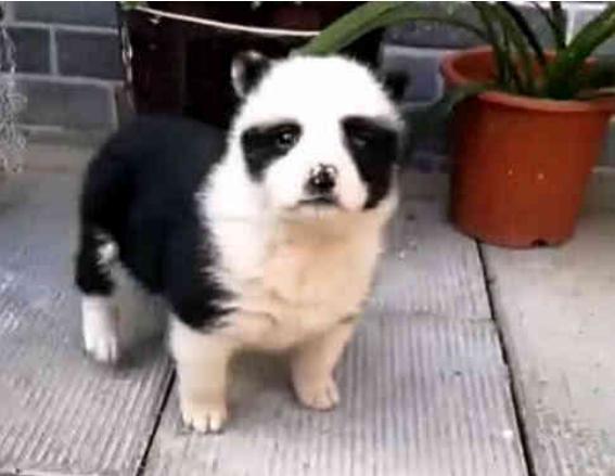 壁纸 动物 狗 狗狗 567_439